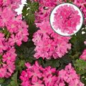 Bild von Verbena P12 Neon pink